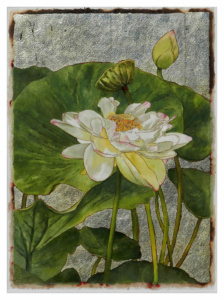 Summer Water Lilies #1